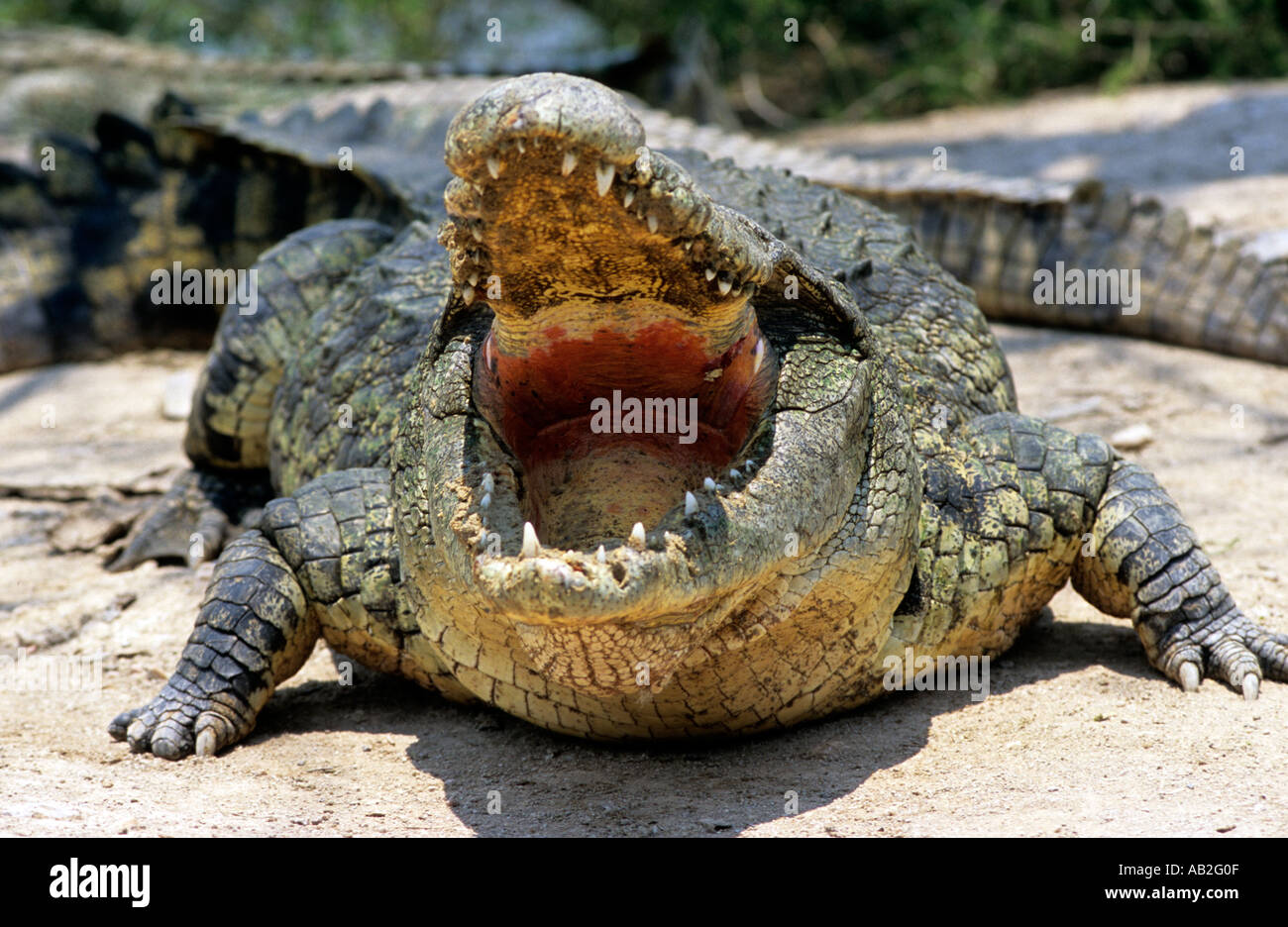 Zambia Maze island croc with widely 