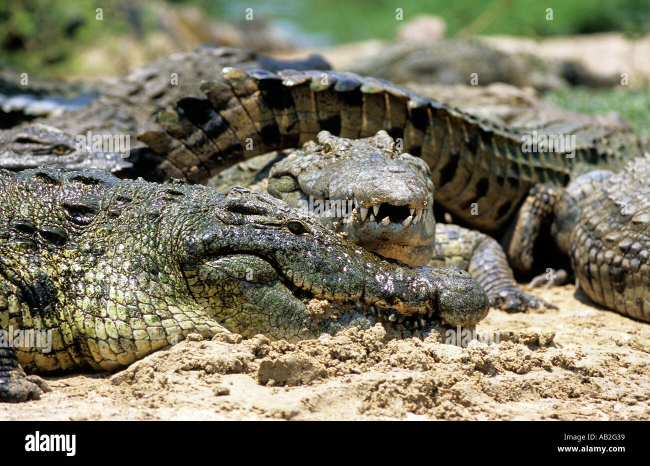 crocs and crocodile