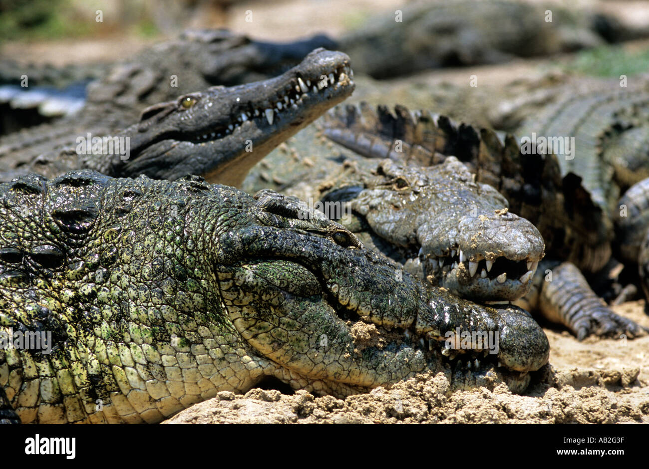 Zambia Maze island crocs lying eating sand, lake Kariba crocodile Stock Photo