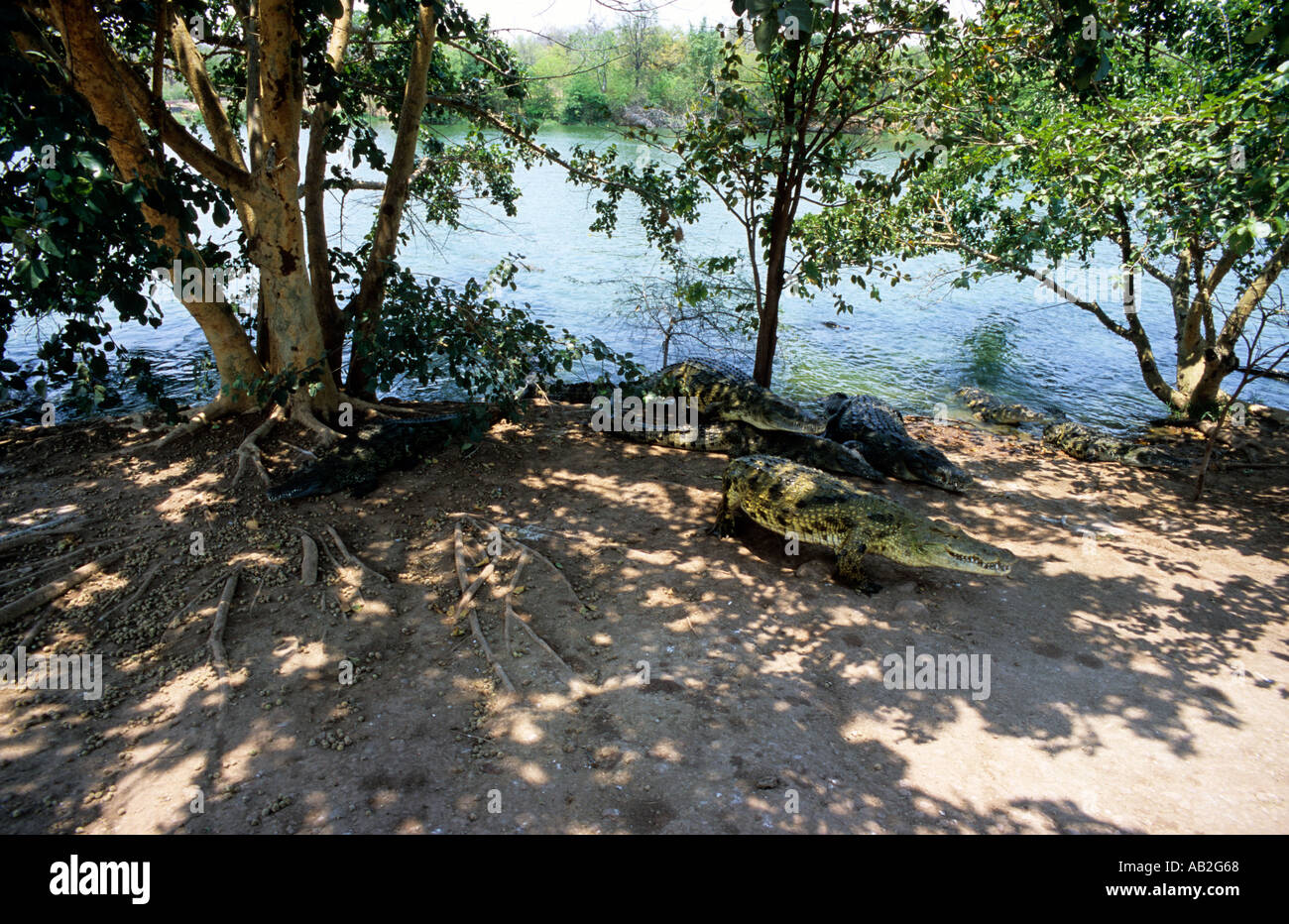 Zambia Maze island crocs walking out of water, lake Kariba crocodile Stock Photo