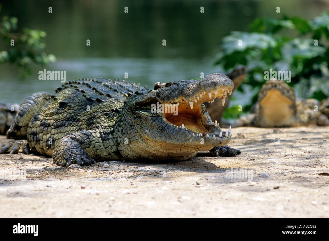 crocodile crocs