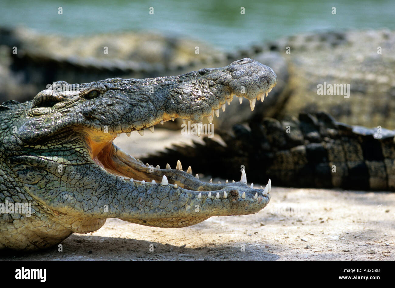 crocodile crocs