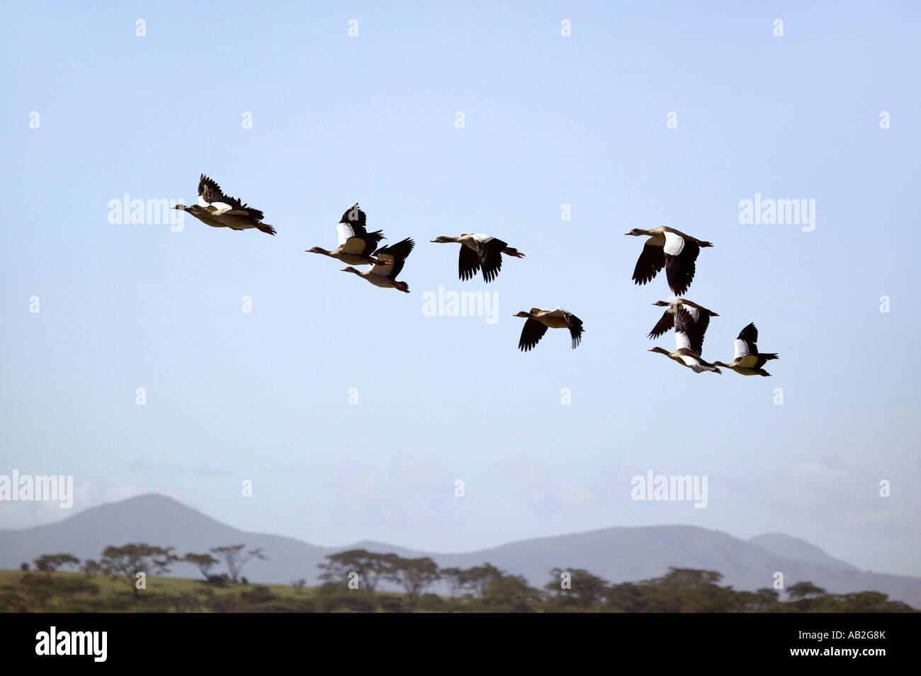 Egyptian Geese fly in formation above Lake Naivasha Great Rift Valley