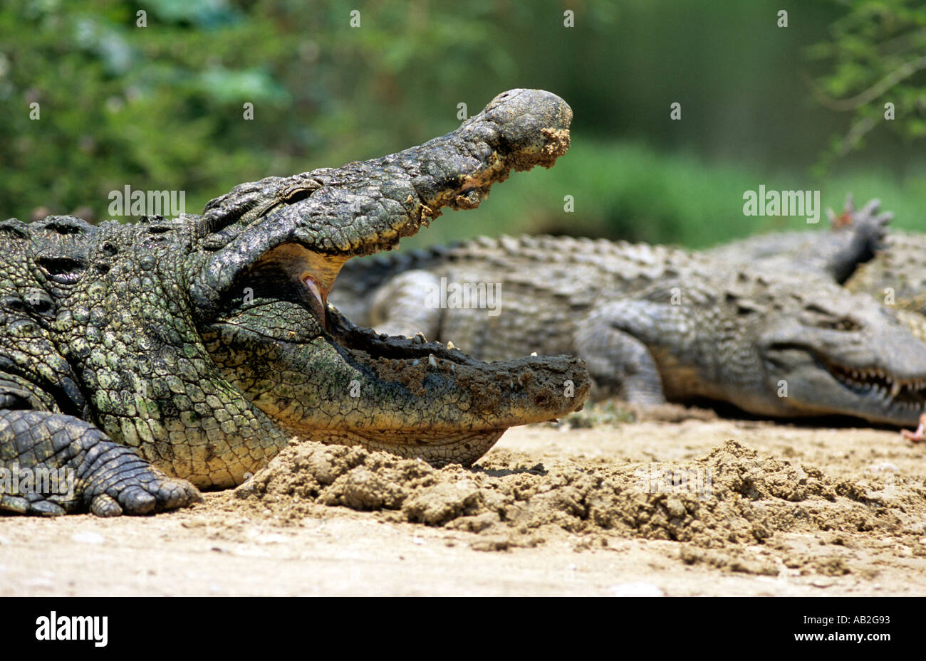 Zambia Maze island crocs with open mouth side, lake Kariba crocodile Stock Photo