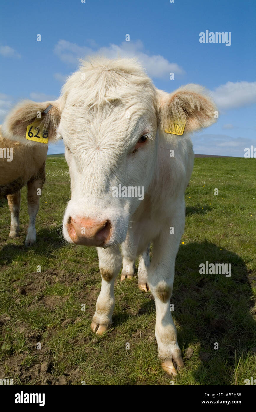 dh Beef cows CATTLE UK White young beef cow farm head animal livestock face close up uk Stock Photo