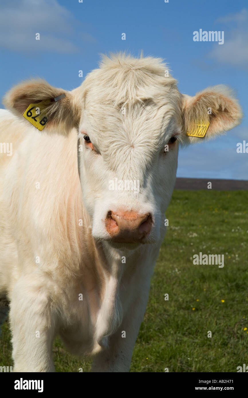 dh Young beef cow Scotland CATTLE UK FARM ANIMALS Scottish white livestock close up face uk british agricultural animal looking into camera single Stock Photo