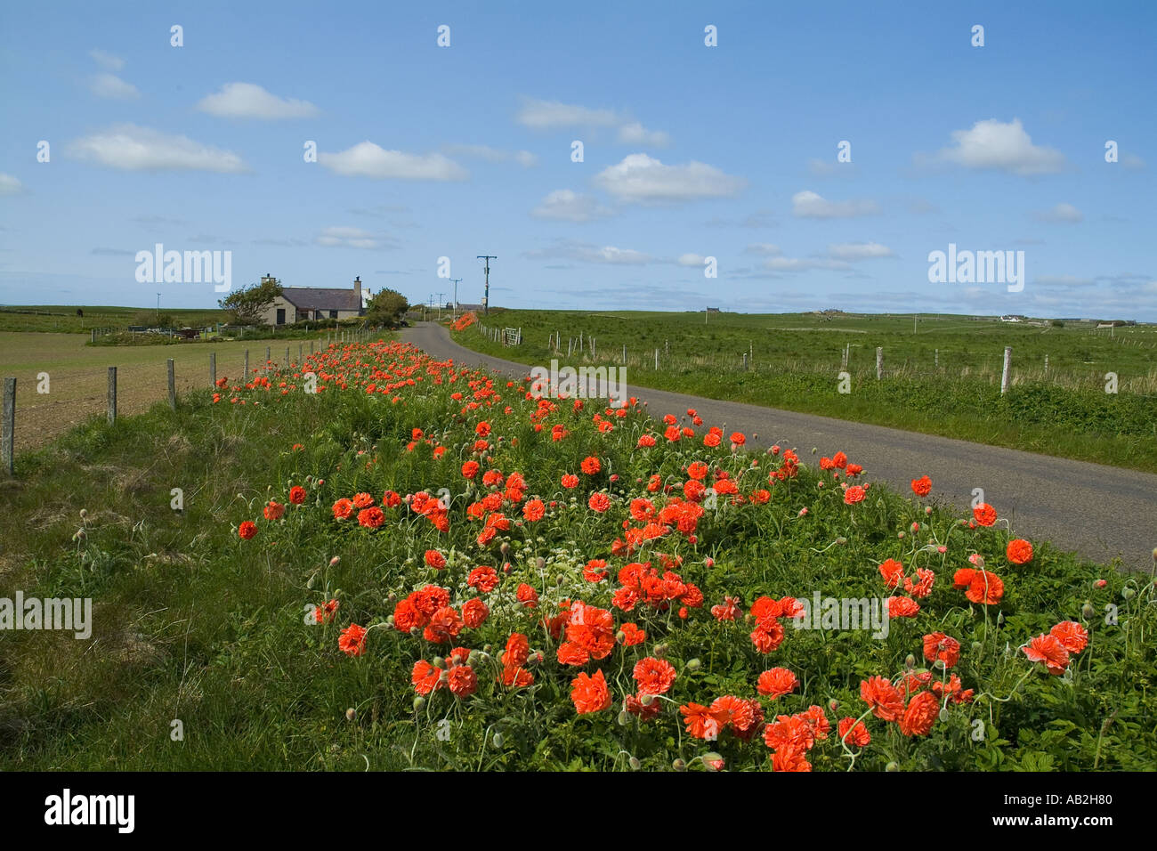 dh Grimeston HARRAY ORKNEY Red poppies at side of country road poppy roadside uk scotland wild flowers verge Stock Photo