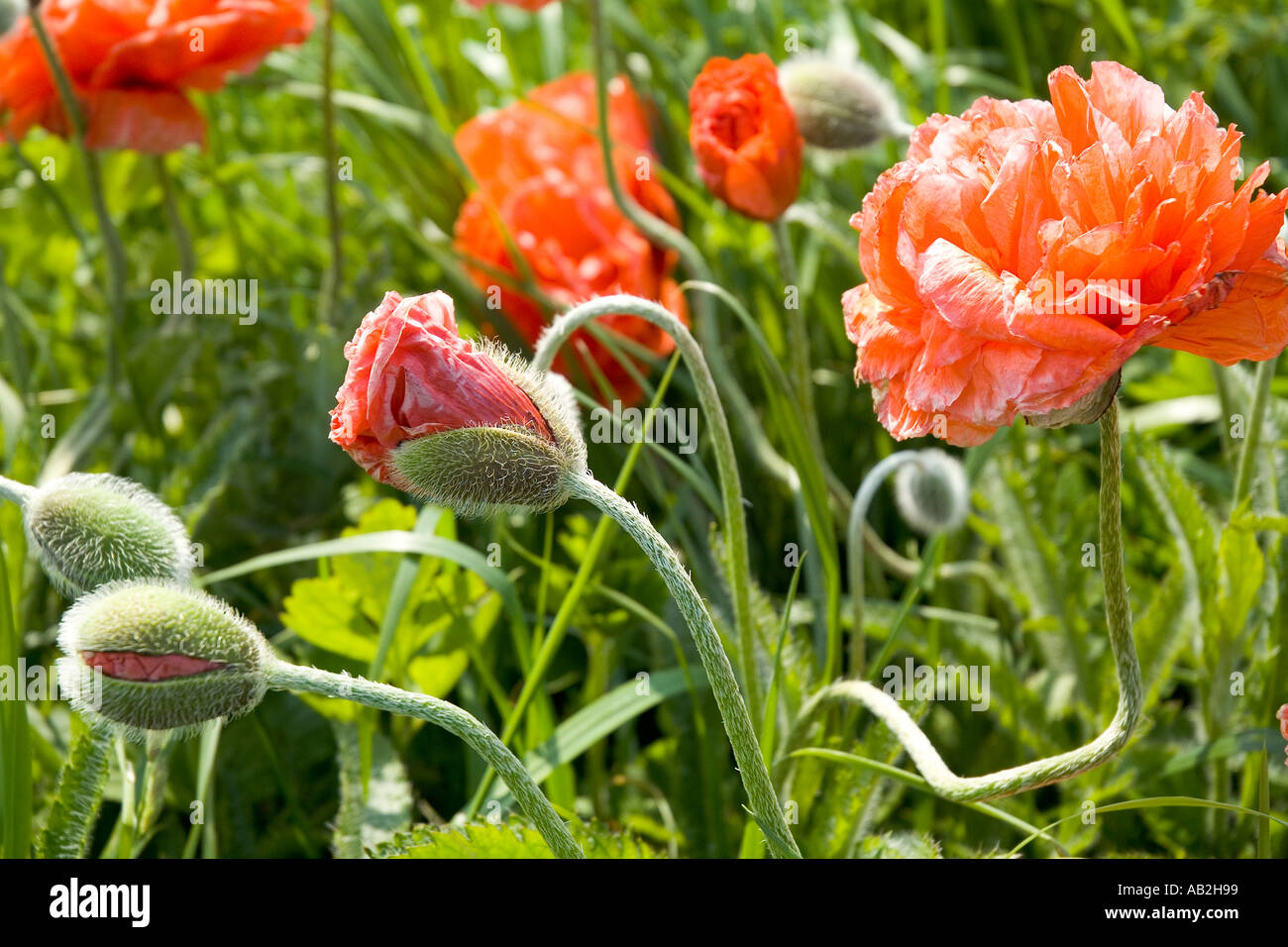 Poppy Close dh Field poppies POPPY UK Red wild poppies Papaver closed opening ...