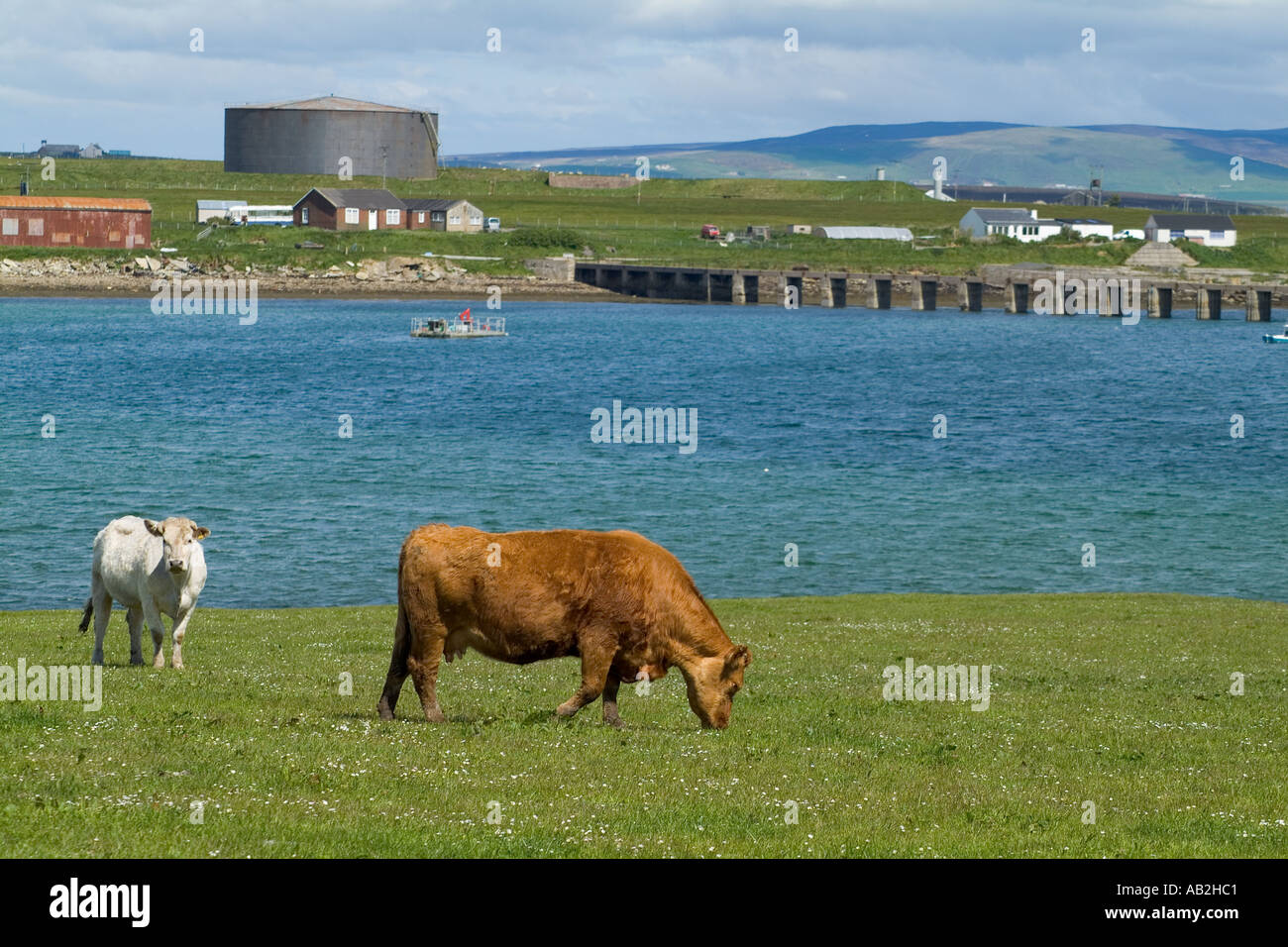 dh Lyness HOY ORKNEY Beef cattle grazing in field Heritage centre Oil tank cows eating grass Stock Photo