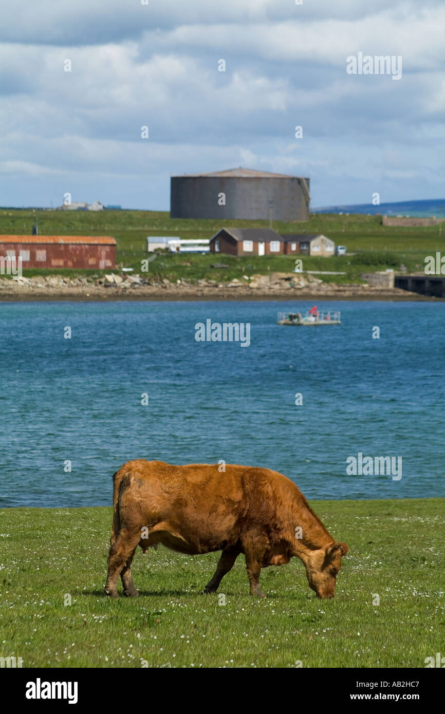 dh Lyness HOY ORKNEY Beef cattle grazing in field Heritage centre Oil tank cow profile Stock Photo