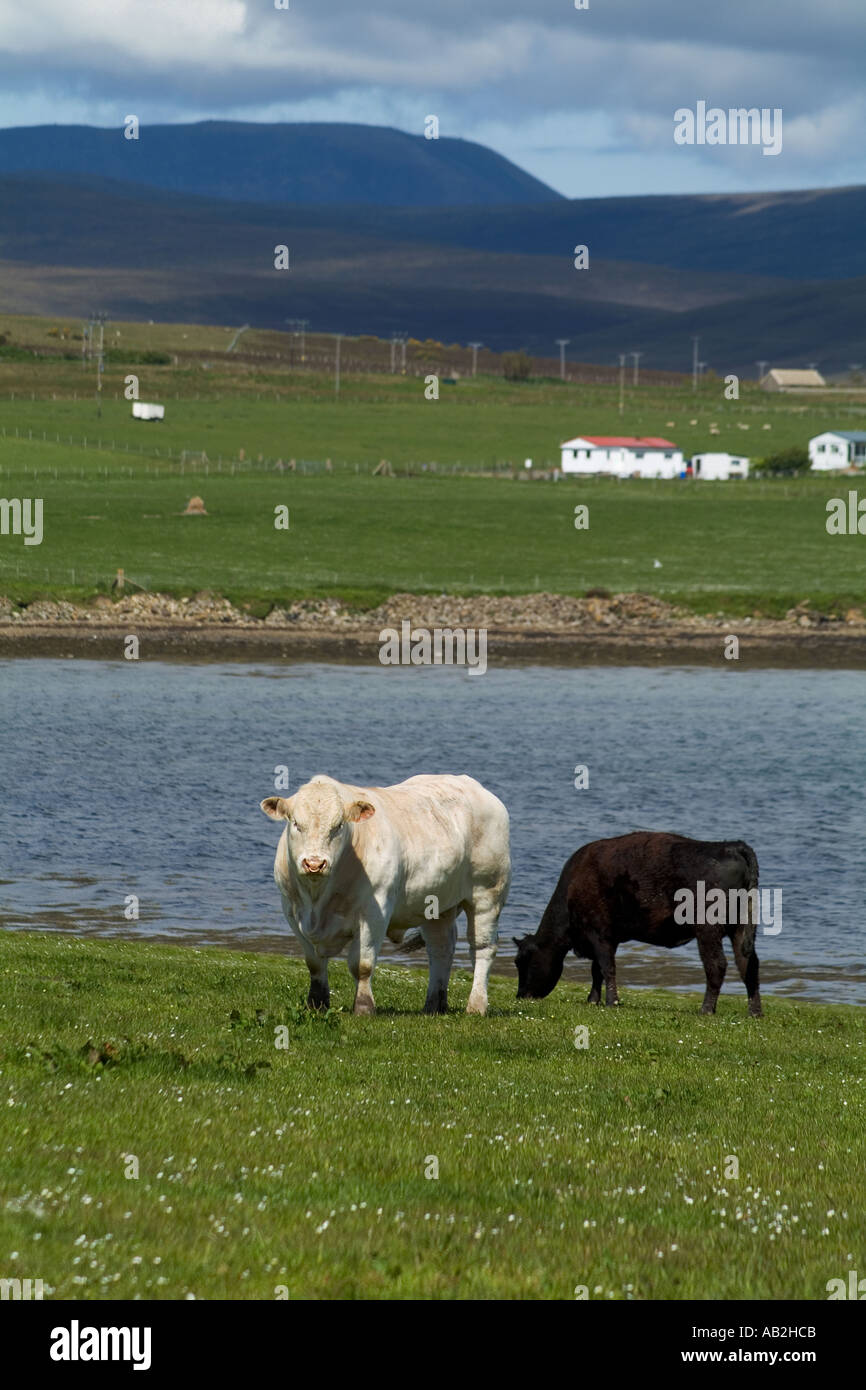 dh Lyness HOY ORKNEY Beef cattle grazing in field above Ore bay white bull staring cow eating Stock Photo