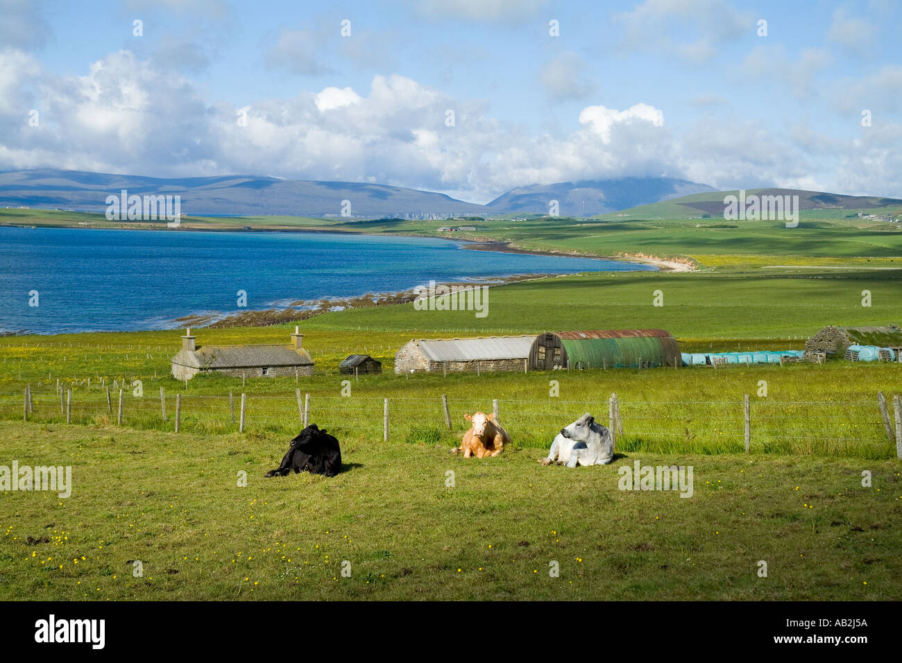 dh Swanbister Bay ORPHIR ORKNEY Traditional farm house cattle beef cows laying down in field animal lying uk Stock Photo