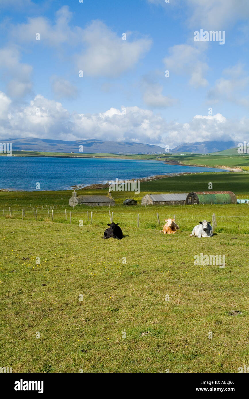 dh Swanbister Bay ORPHIR ORKNEY Traditional farm cattle beef cows laying down in field Stock Photo