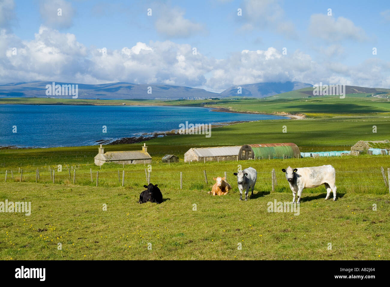 dh Swanbister Bay ORPHIR ORKNEY Traditional farm cattle beef cows in field fields uk herd croft scotland animal house Stock Photo