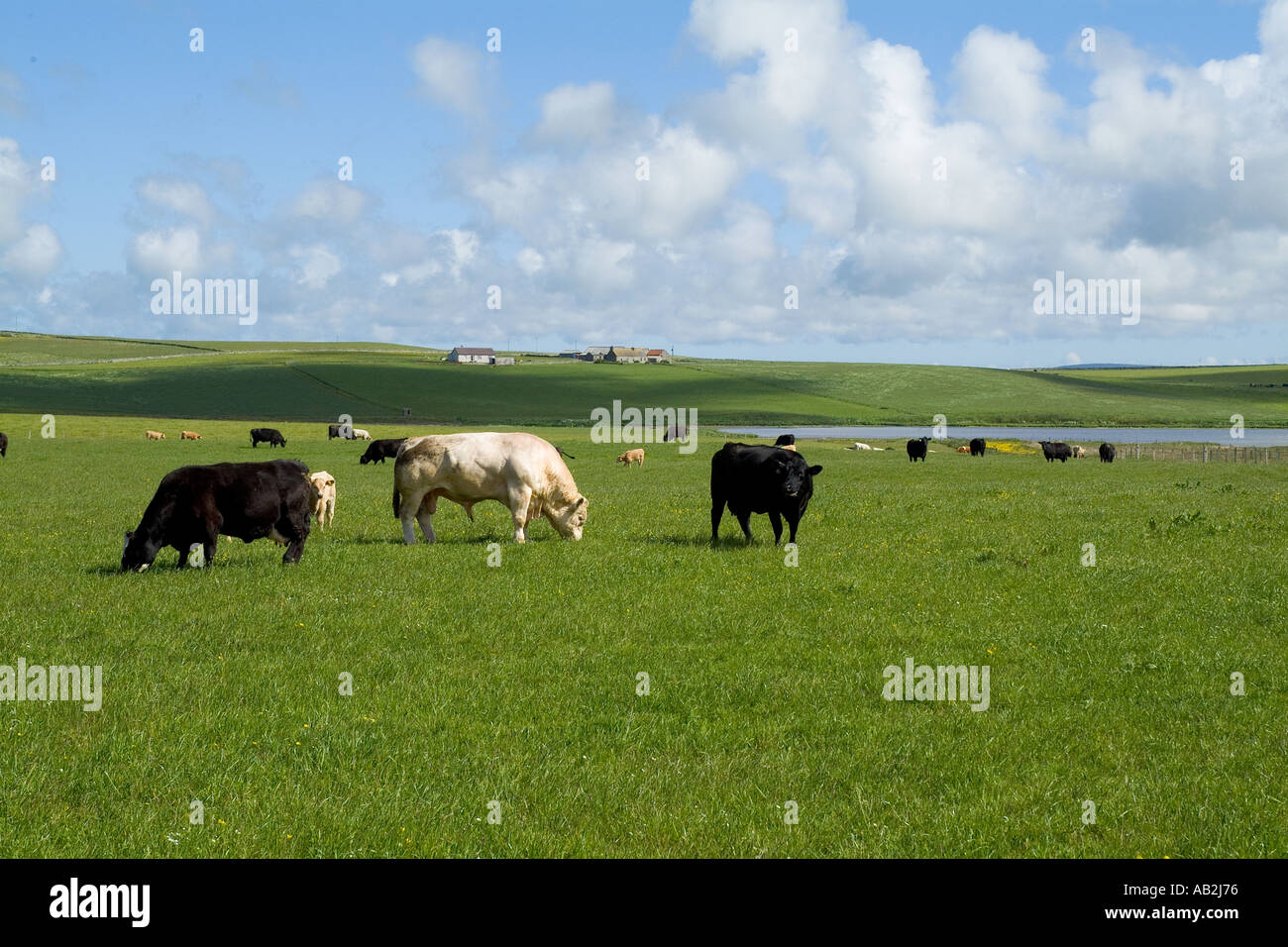 dh Scottish beef cows CATTLE UK FARM ANIMALS White bull animals cow Scotland herd grazing uk farming field orkney on grass Stock Photo