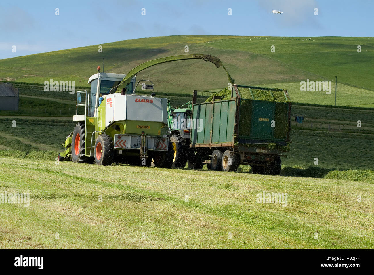 dh Kirbister STROMNESS AREA ORKNEY Silage harvesting combine harvester tractor and grass trailer Stock Photo