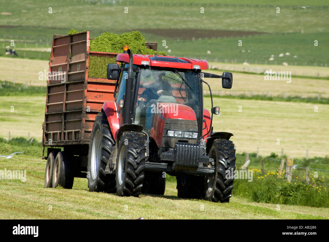 dh  STROMNESS AREA ORKNEY Silage tractor grass trailer winter feed harvest farmer machinery british farming harvesting uk field Stock Photo