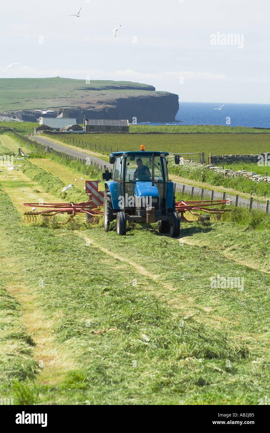 dh  HARVESTING UK Tractor raking silage grass for harvesting seagulls feeding Sandwick Orkney Stock Photo
