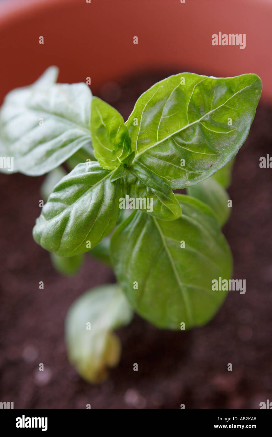 basil plant in a terracotta pot Stock Photo Alamy