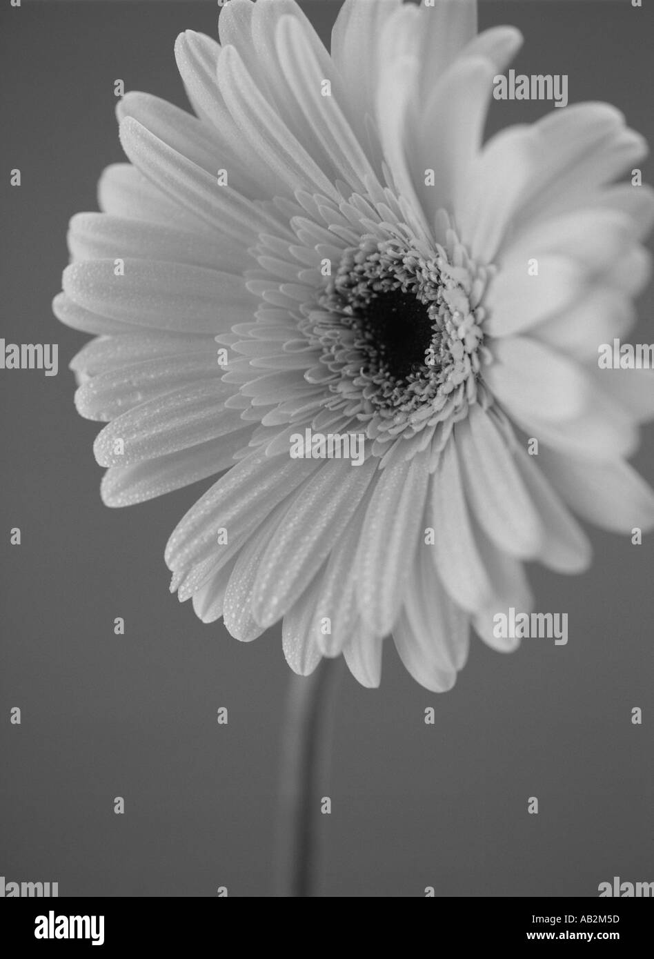Gerbera Daisy Black And White