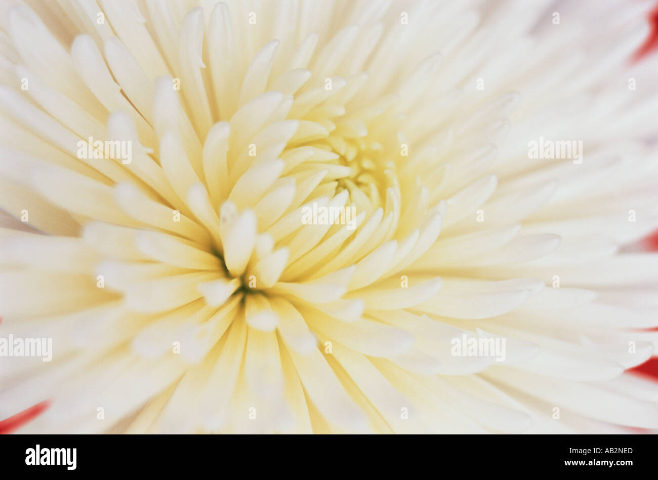 A white Chrysanthemum flower Stock Photo