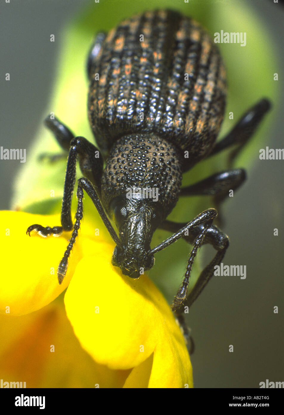 Weevil on cowslip Stock Photo