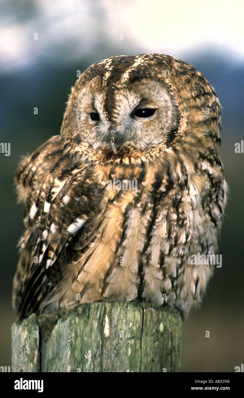TAWNY OWL Strix aluco sylvatica often called the Wood Owl native of UK feeds on small mammals birds and insects Stock Photo