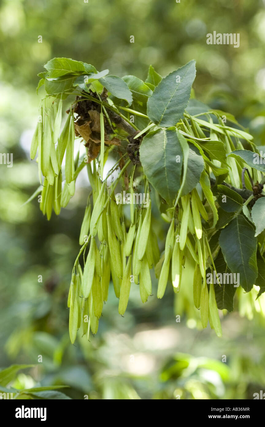 Fruits on branch of  green ash - Fraxinus pennsylvanica Crispa Stock Photo