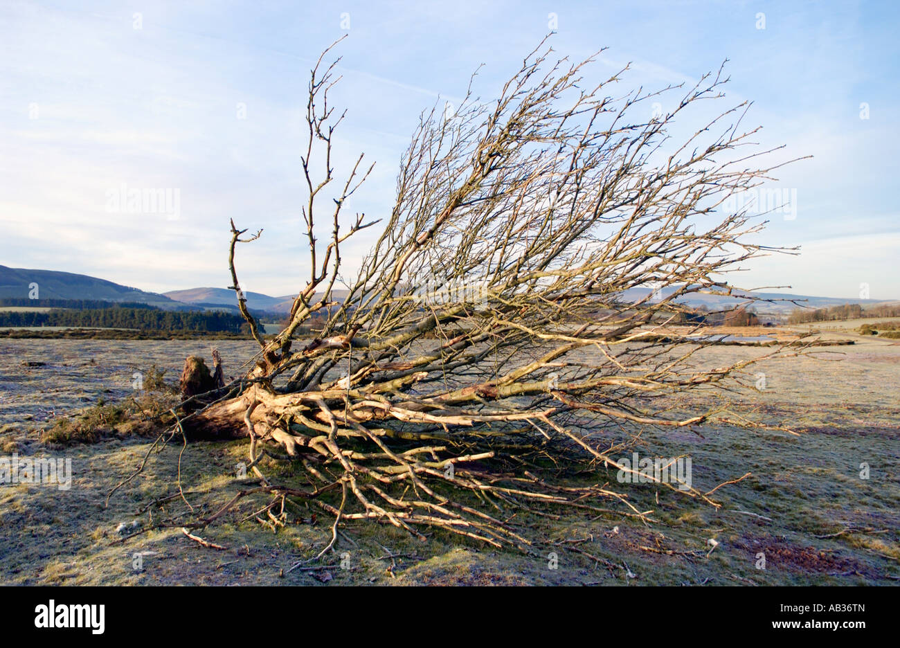 Tree Blown Over High Resolution Stock Photography and Images Alamy