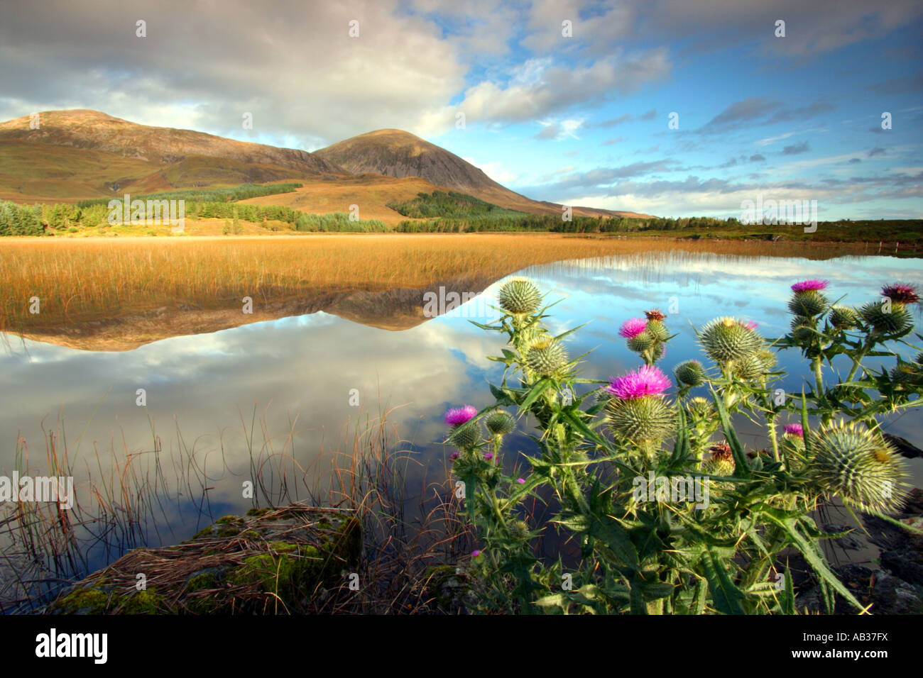Beinn na Caillich, loch and thistle, Isle of Skye,Highlands,Scotland,UK Stock Photo