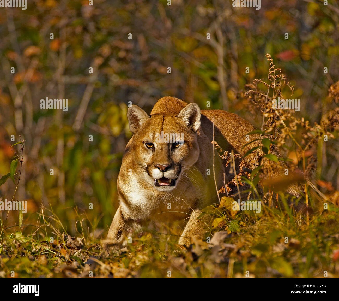 Mountain Lion Puma Cougar Felis concolor Pine County Minnesota USA Stock  Photo - Alamy