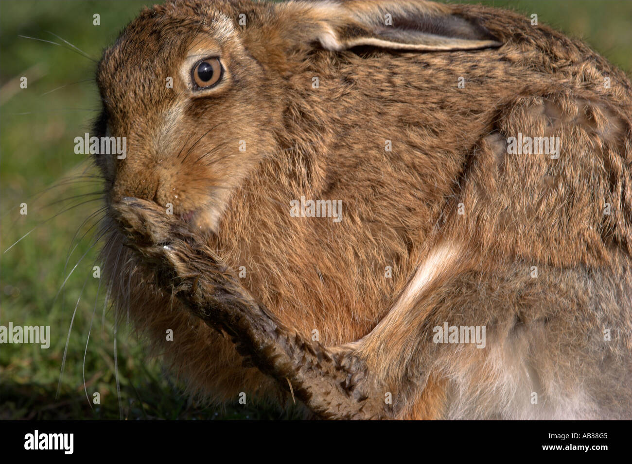 Brown hare Lepus europaeus washing feet Inverness shire Highland Scotland United Kingdom Stock Photo