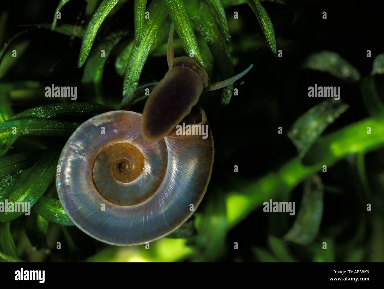 White Ramshorn snail Planorbis albus feeding on pond weed United