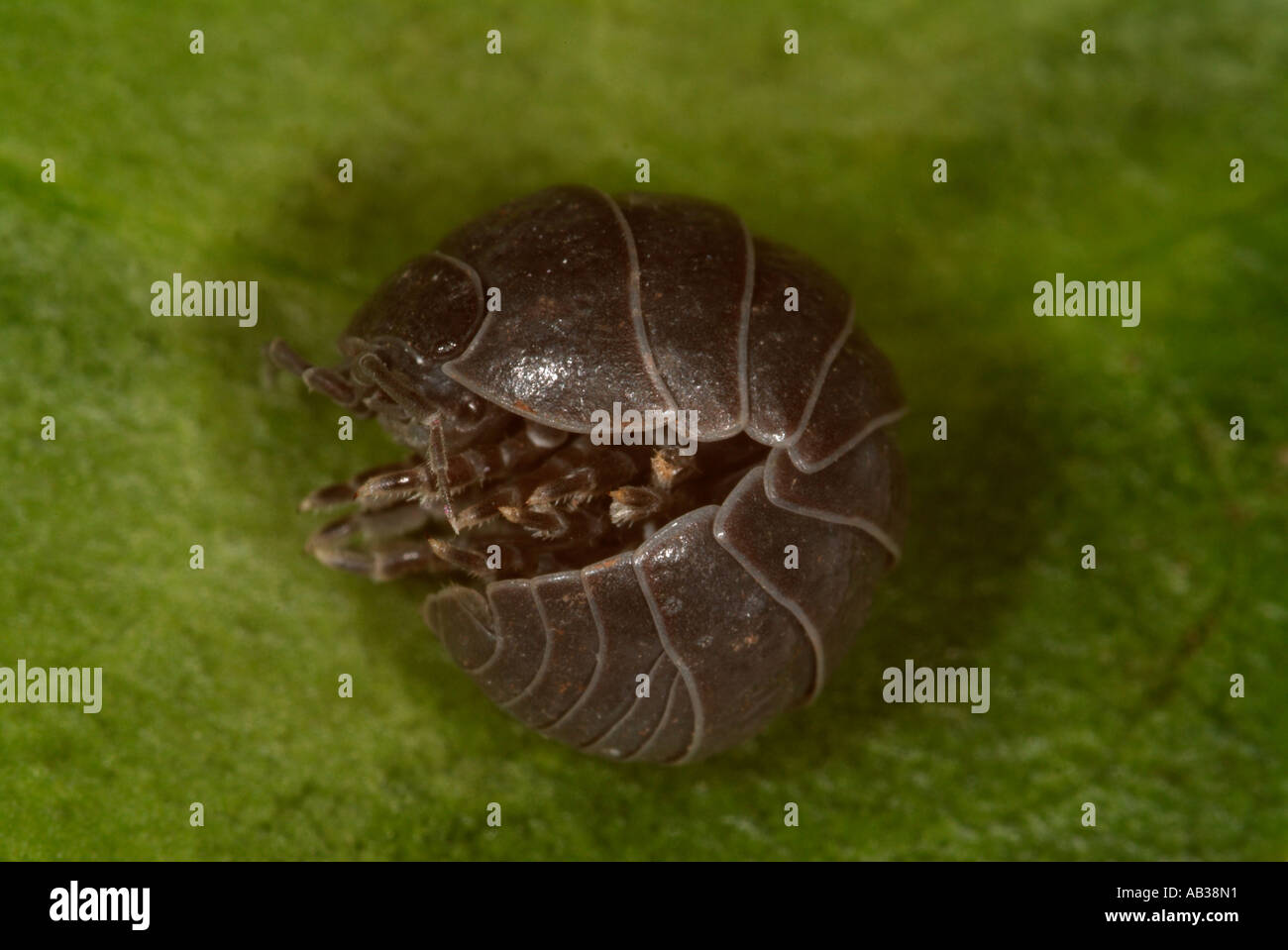 Pill Woodlice or pillbug Armadillidium vulgare curled curling out of ball sequence United Kingdom Stock Photo