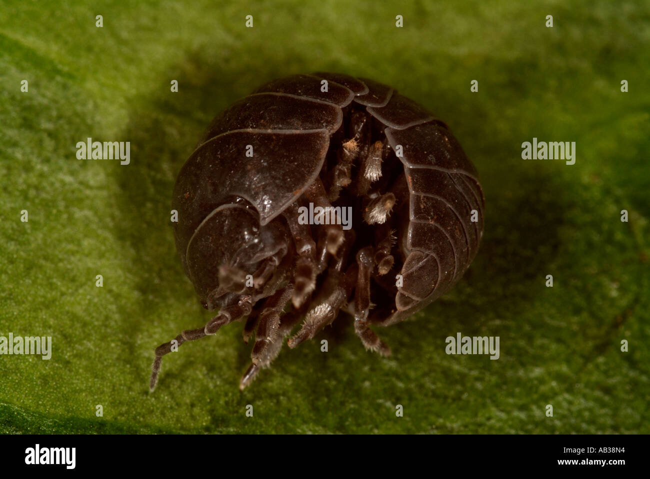 Pill Woodlice or pillbug Armadillidium vulgare curled curling out of ball sequence United Kingdom Stock Photo