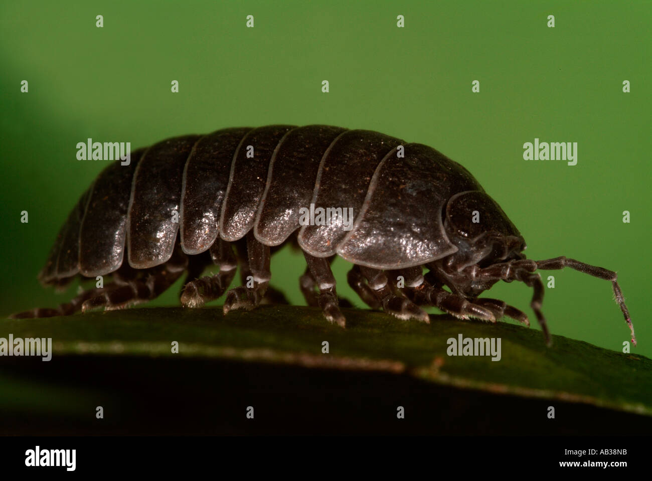 Pill Woodlice or pillbug Armadillidium vulgare side view showing face antennae armour plating and legs United Kingdom Stock Photo