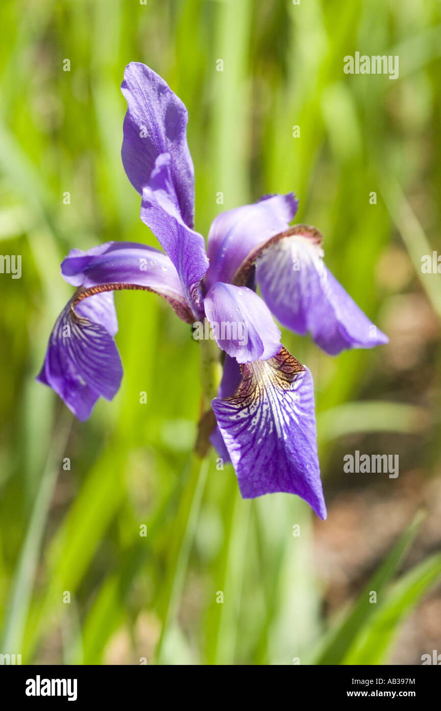 Blue violet spring flower close up of Japanese Iris - Iridaceae - Iris sanguinea, Asia Stock Photo