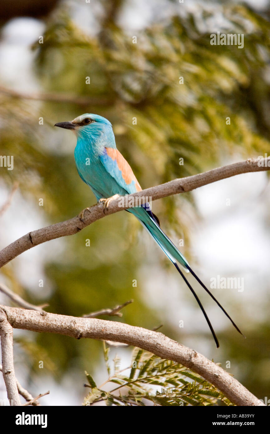 Attractive blue Abyssinian Roller near Tendaba Camp Gambia River The Gambia Stock Photo