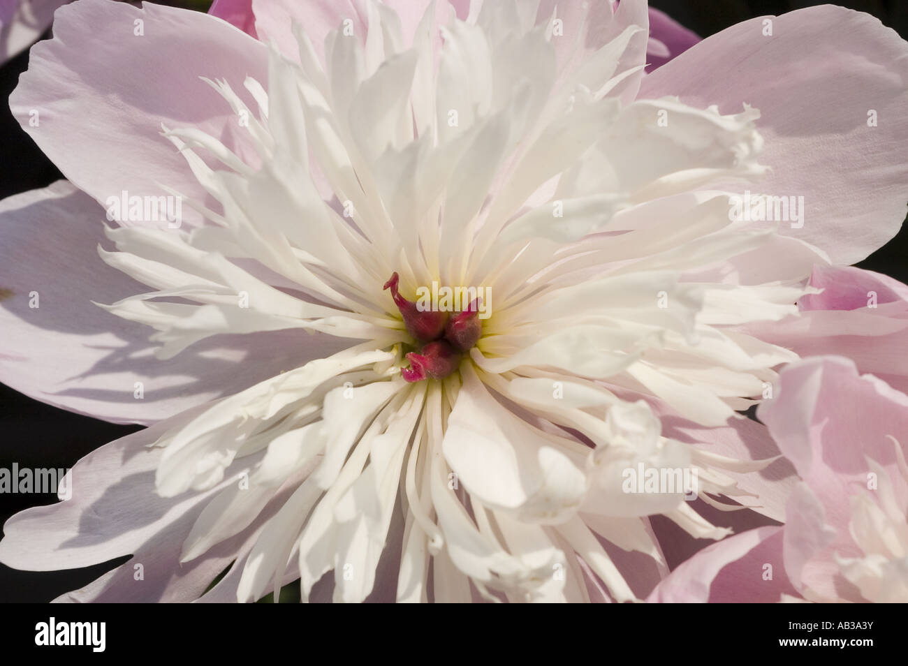 White pink spring flower of Chinese Peony - Paeonia lactiflora Konigin Wilhelmina Stock Photo