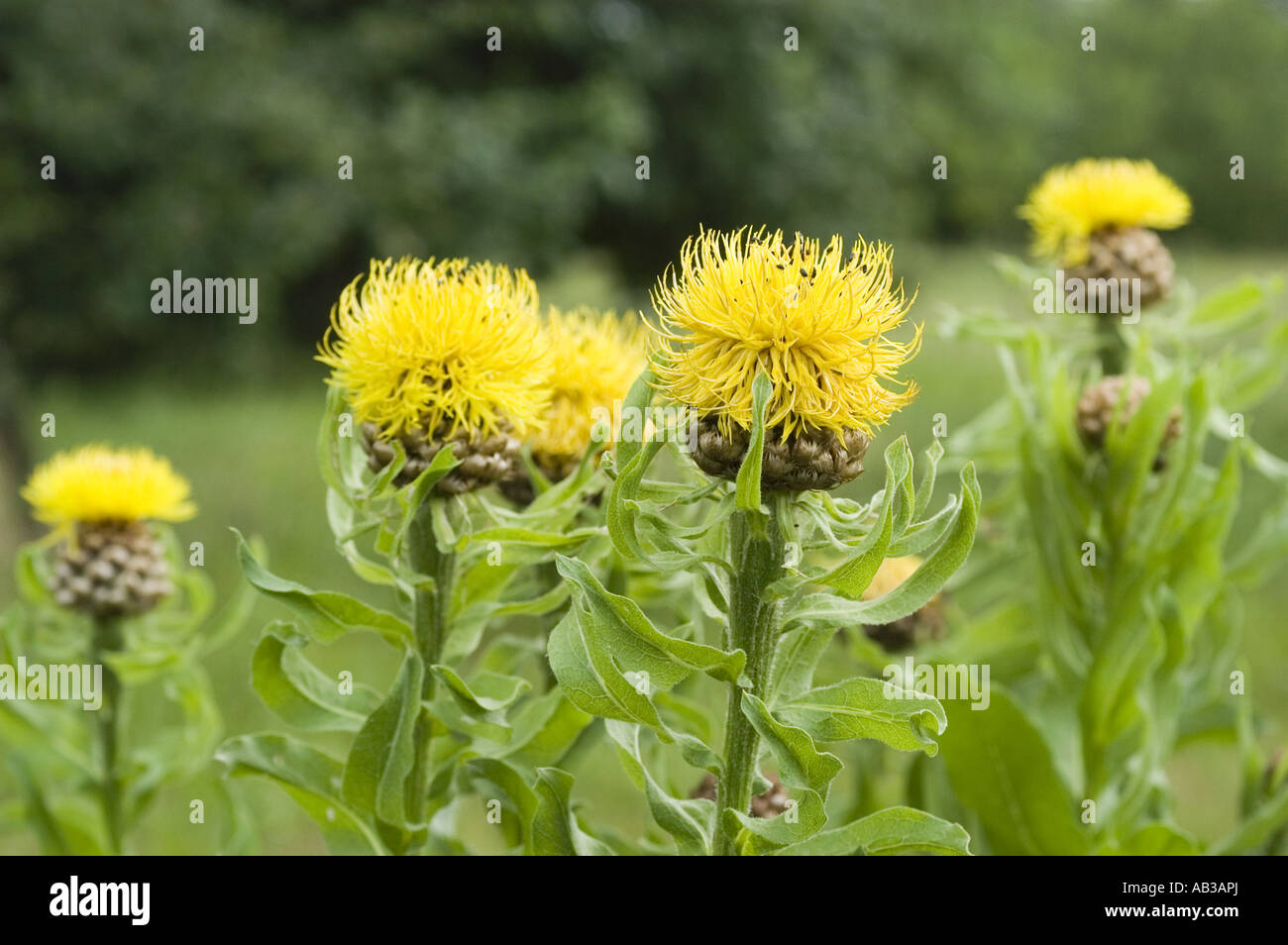 Yellow spring flower of Asteraceae - Grossheimia macrocephala or Centaurea macrocephala Stock Photo
