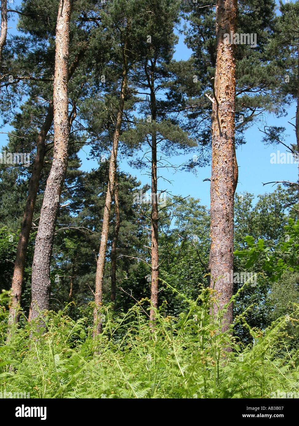 Pine trees lush foliage hi-res stock photography and images - Alamy