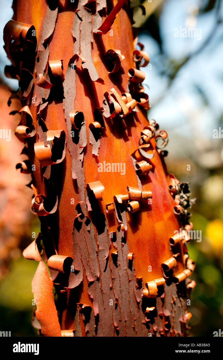 birch tree paper bark Stock Photo Alamy