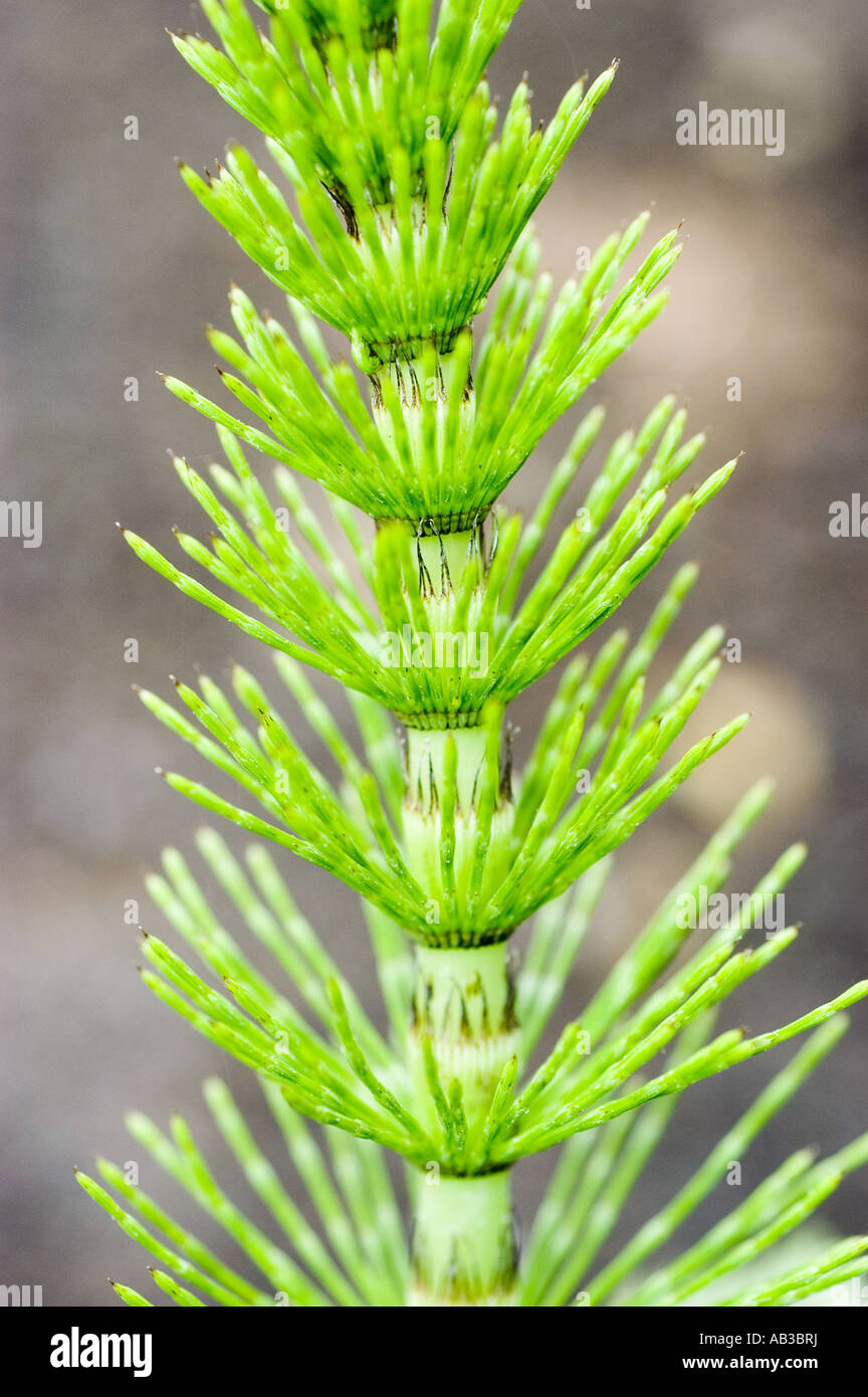 Detailed macro close-up of a vibrant green Horsetail Equisetum plant showing segmented stem and needle-like branches. Stock Photo