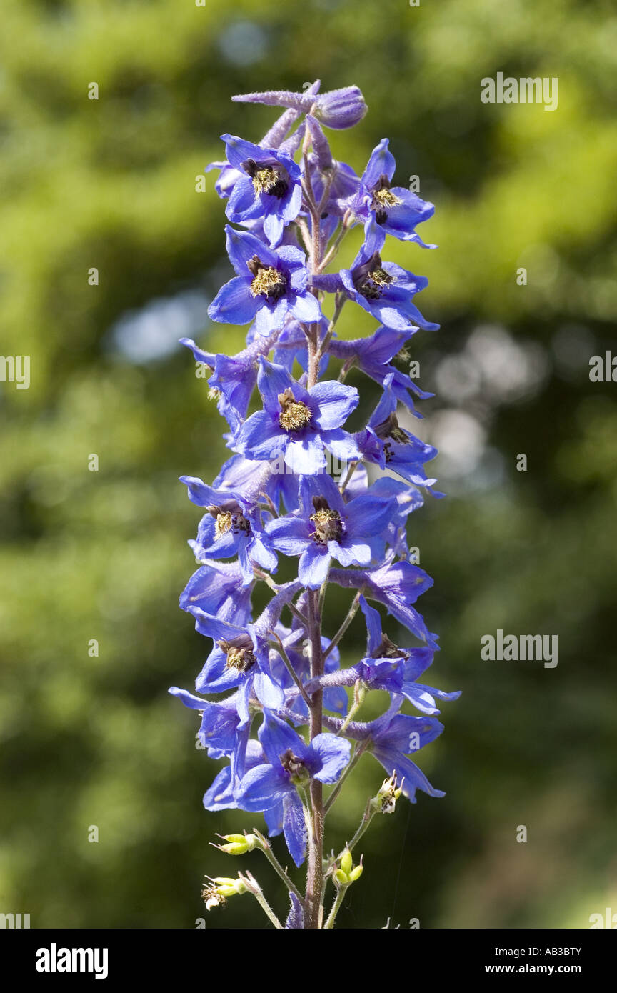 Blue spring flowers of candle larkspur Ranunculaceae Delphinium