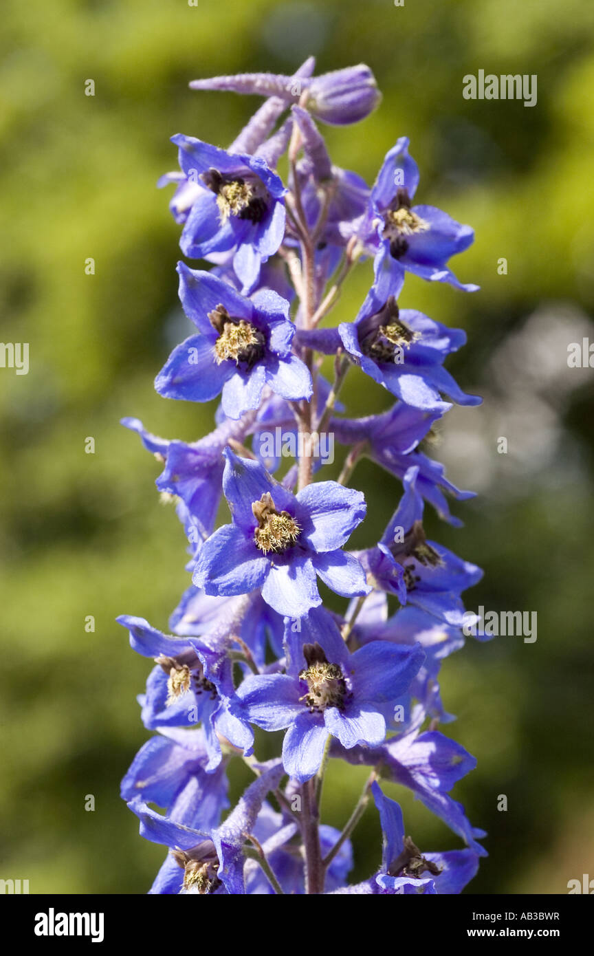 Blue spring flowers of candle larkspur Ranunculaceae Delphinium