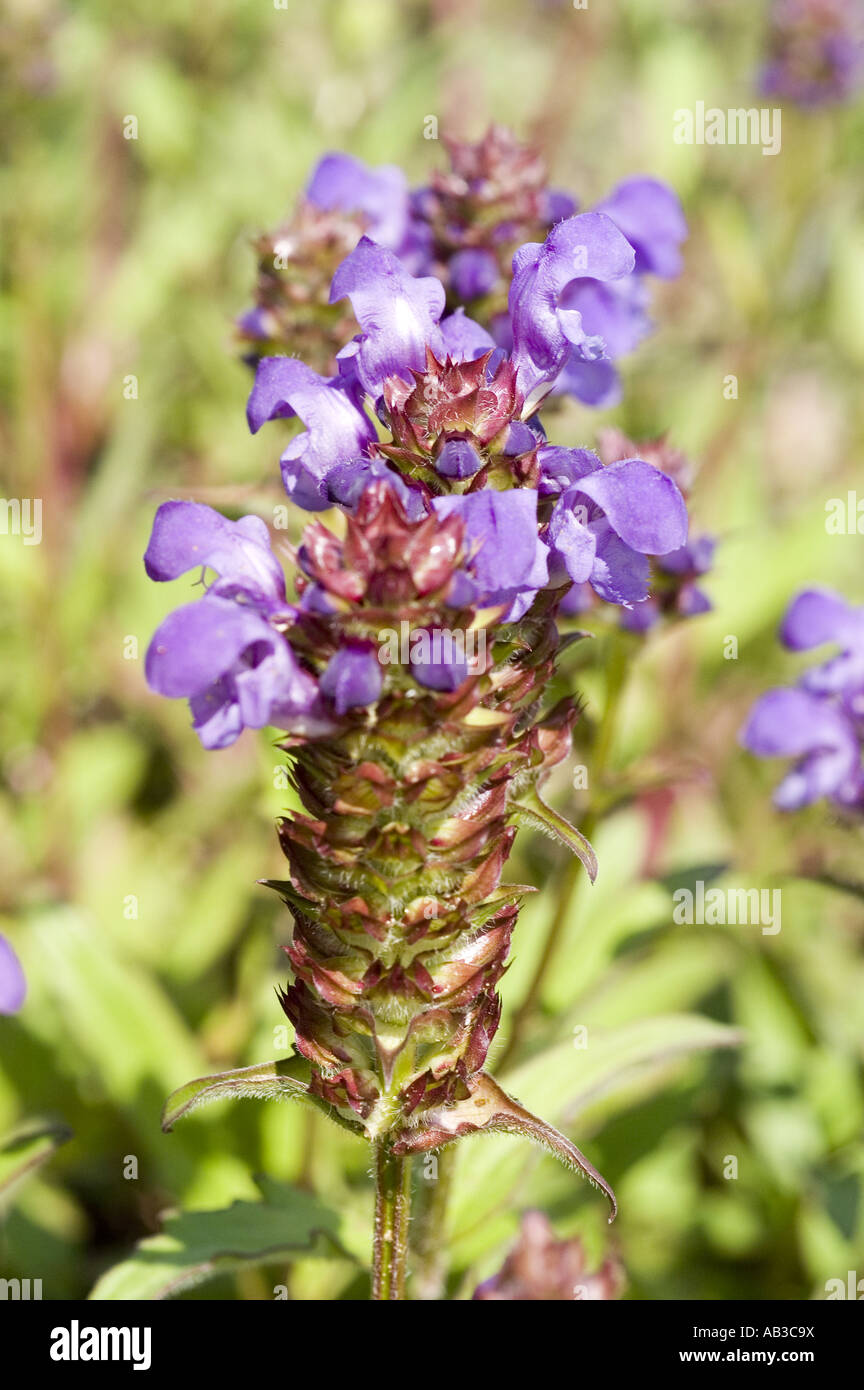 blue flowers of selfheal or self heal plant - Prunella grandiflora Stock Photo