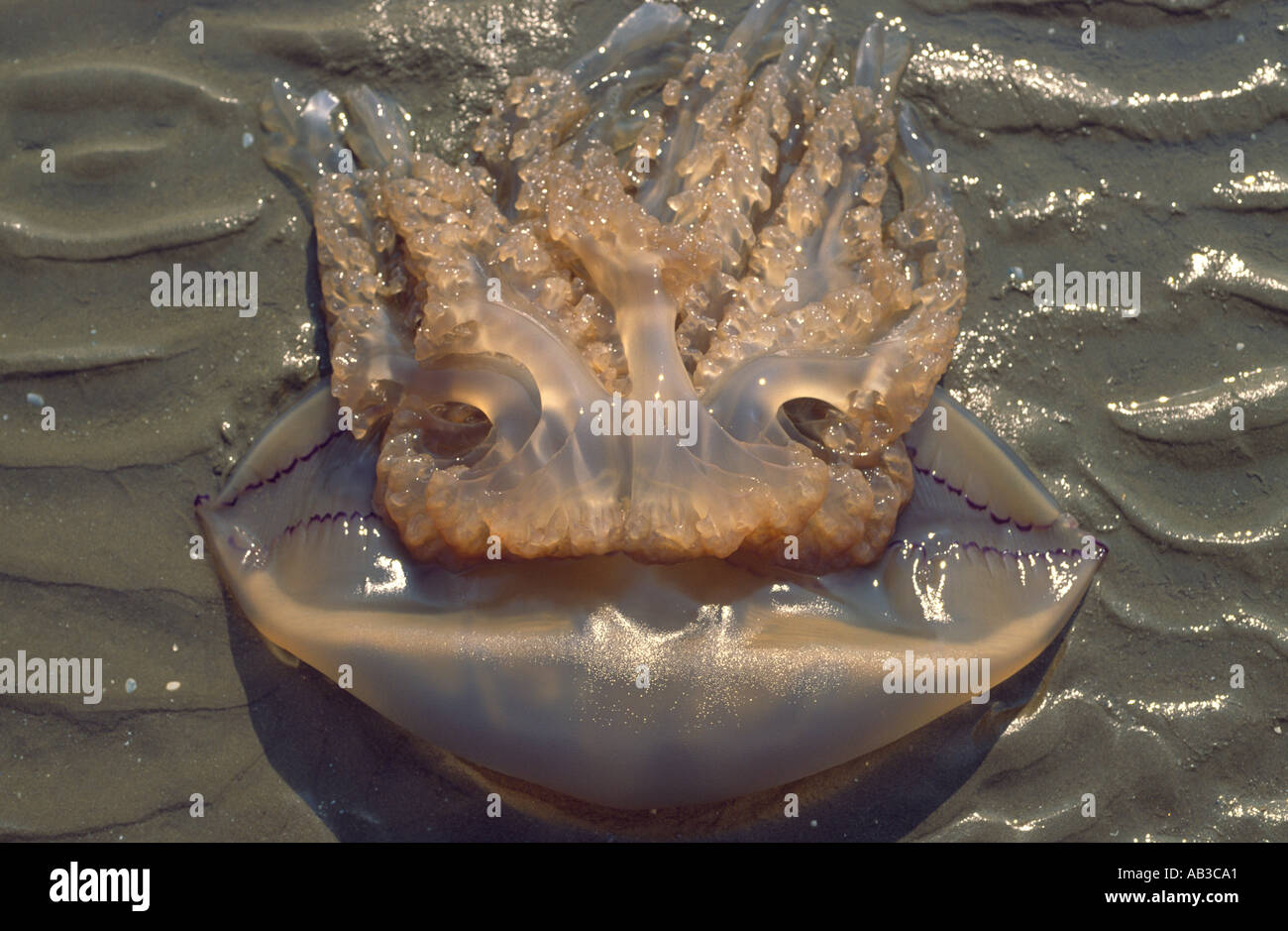 Jellyfish face Red Wharf Bay Anglesey Wales UK Stock Photo Alamy