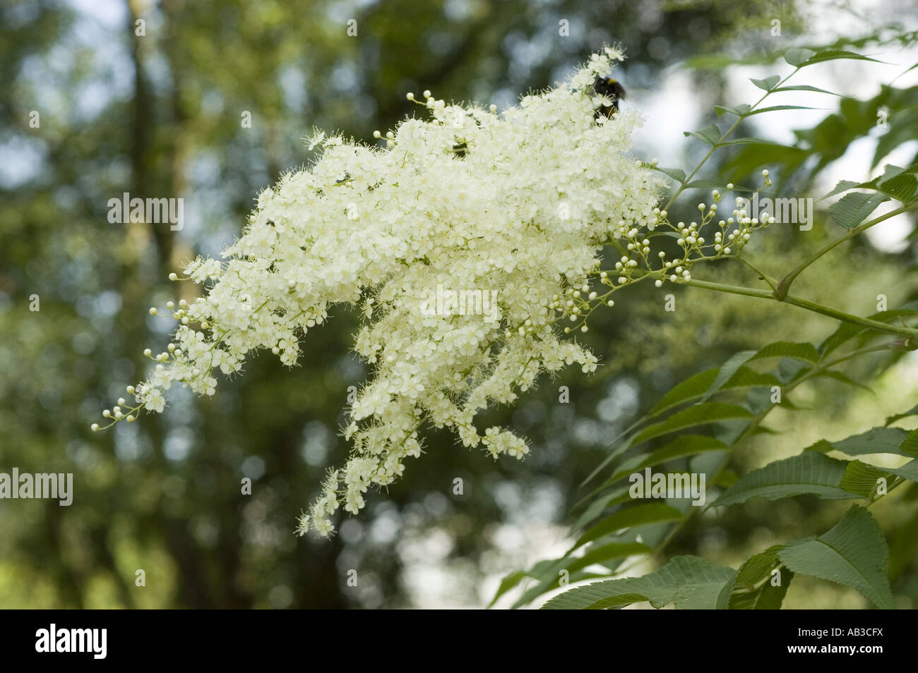 White flowers of Kashmir False Spirea - Rosaceae - Sorbaria tomentosa, Himalayas Stock Photo