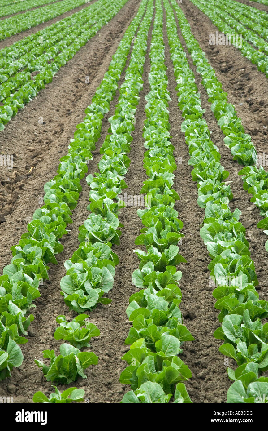 Lettuce 'Romaine' , young plants growing, California Stock Photo