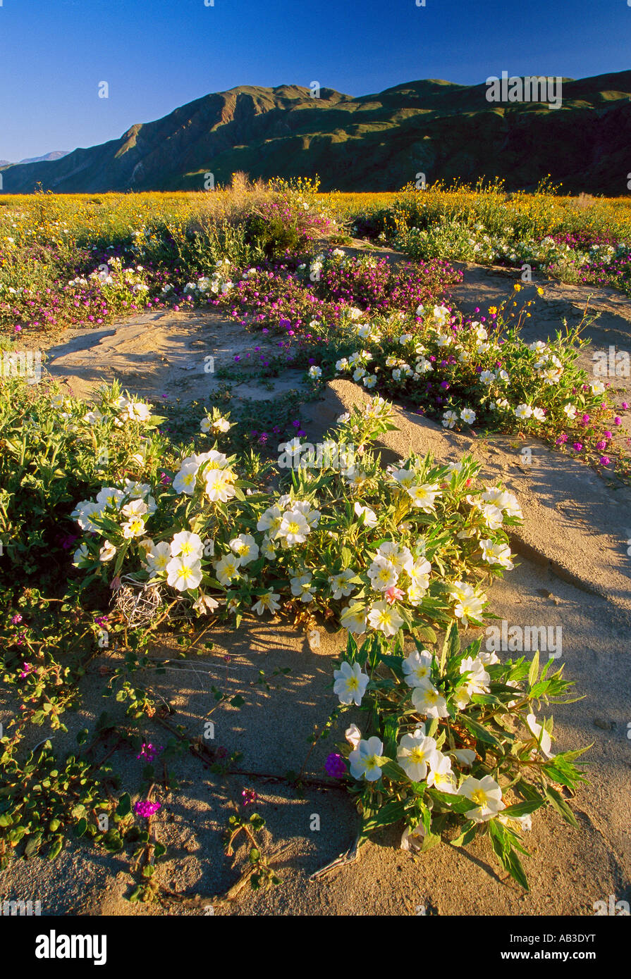Floral Bloom In Henderson Canyon Anza Borrego Desert State Park Borrego